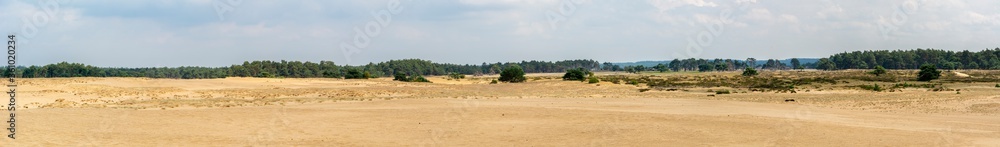 Panorama of the sand dunes at National Park Hoge Veluwe, Gelderland, Arnhem, Netherlands