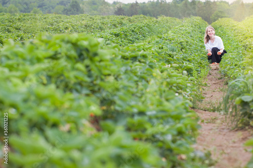 Happy smiling young girl in a strawberry field.Harvest.Soft selective focus.Manual labor.Agricultural industry.Outdoor