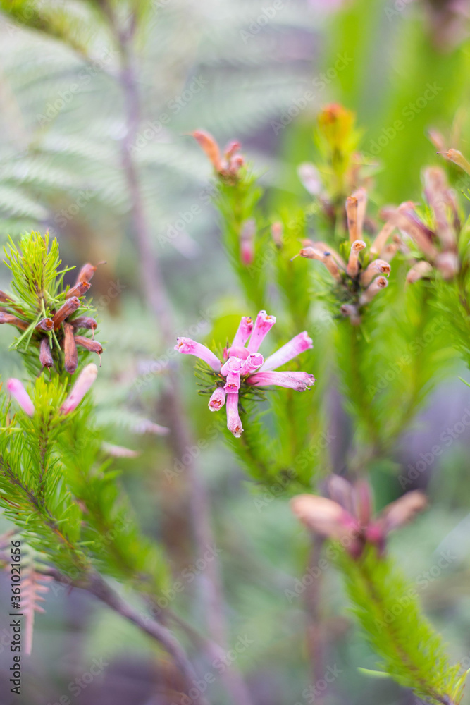 Erica Fynbos Flower with the appearance of colourful pipes Erica Fynbos Flower with the appearance of colourful pipes