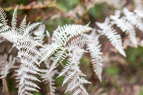Wallpaper Mural Delicate Silver White Fern in Woodlands area Torontodigital.ca