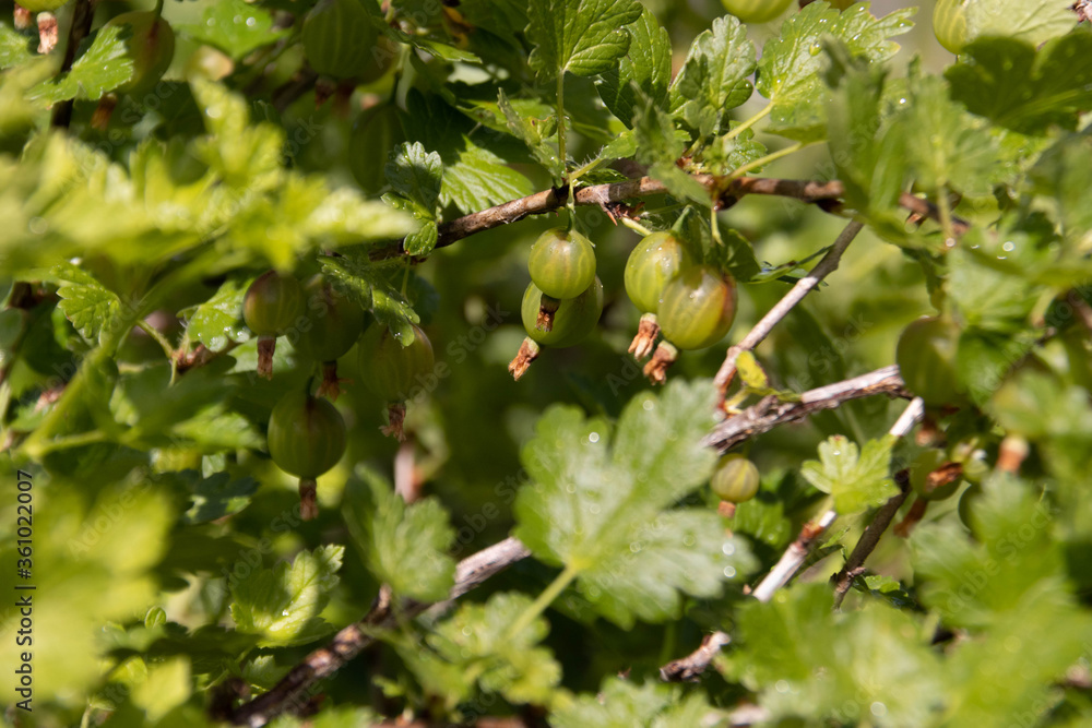 Unripe green gooseberries on the branch with green leaves. Summer harvest. Concept of organic gardening. Unripe green gooseberries on the branch with green leaves. Summer harvest. Concept of organic gardening.