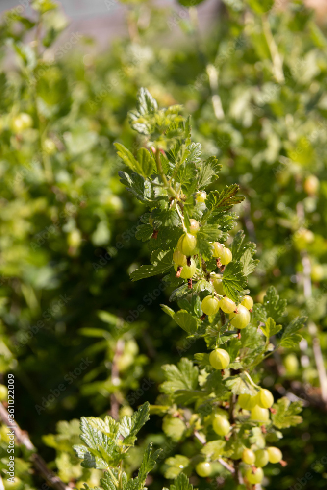 Unripe green gooseberries on the branch with green leaves. Summer harvest. Concept of organic gardening. Unripe green gooseberries on the branch with green leaves. Summer harvest. Concept of organic gardening.