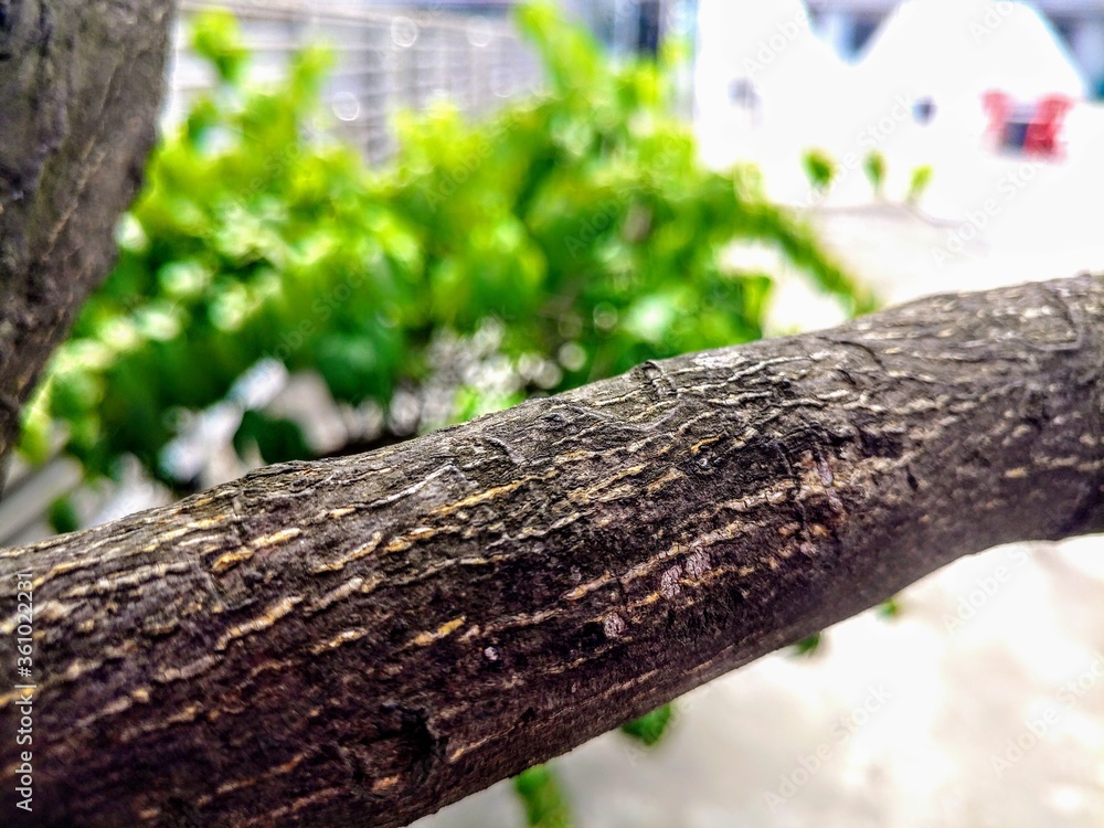 Obraz premium tree in the forest