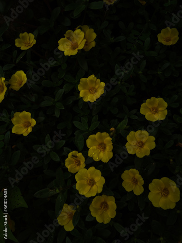 yellow flowers on green background