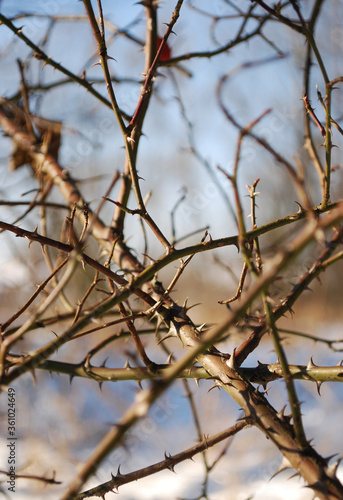 tangled prickly branches of a wild rose in winter