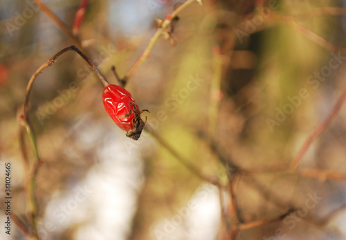 red fruit on wild rose twig in winter time