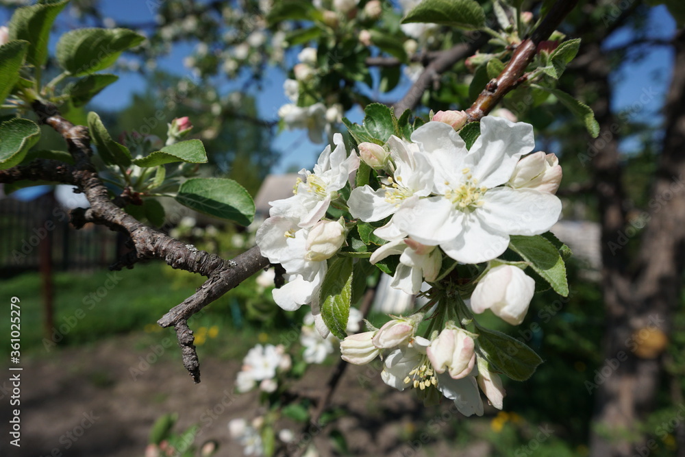 Obraz premium apple tree blossom