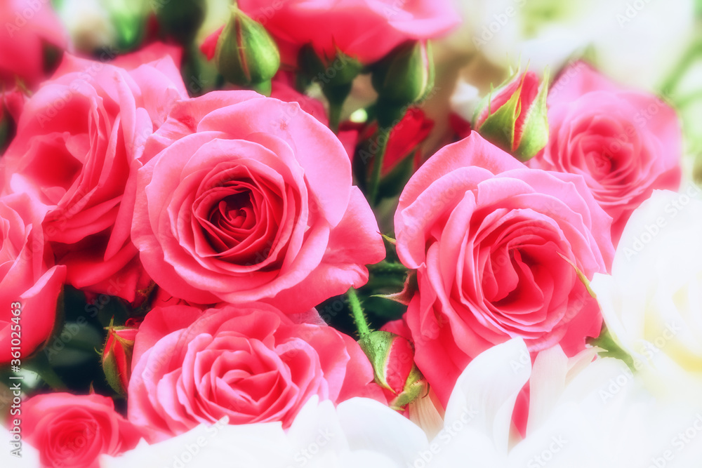 Pink roses bouquet close-up. Background of roses in pastel colors with a soft, blurred focus. Pink roses bouquet close-up. Background of roses in pastel colors with a soft, blurred focus.