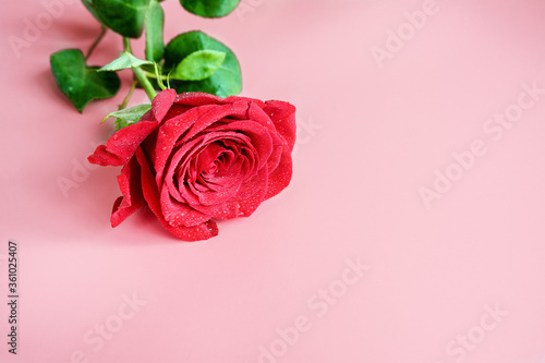 Single red rose on a pink background.