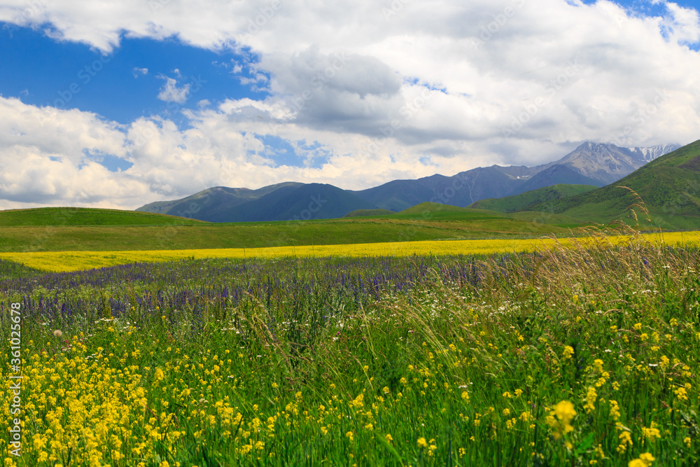 Flowering wild grass in the mountains. Summer landscape. Kyrgyzstan Flowering wild grass in the mountains. Summer landscape. Kyrgyzstan