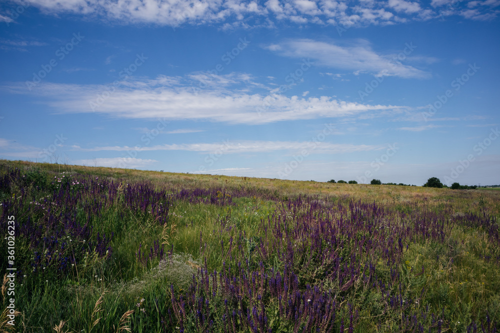 lavender field at sunset lavender field at sunset