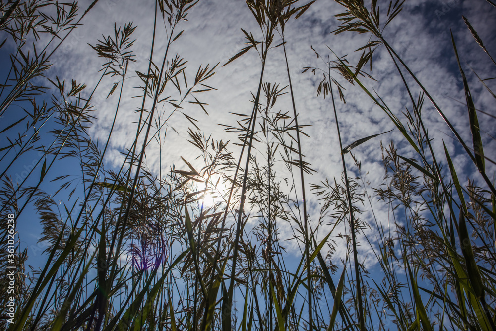 Obraz premium grass and sky