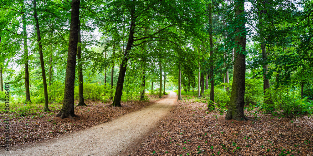 Fototapeta premium Forest with trees and a little way