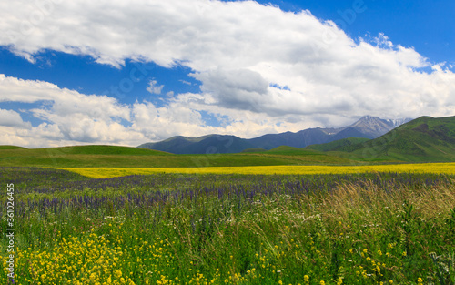 Beautiful spring and summer landscape. Lush green hills. Spring blooming herbs.