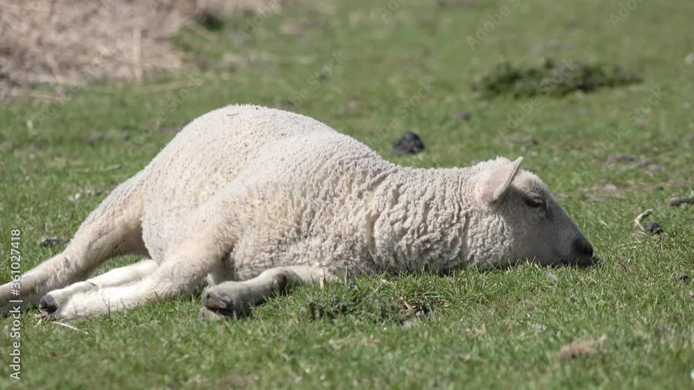 cute white sheep lamb lying on the meadow in the nature cute white sheep lamb lying on the meadow in the nature