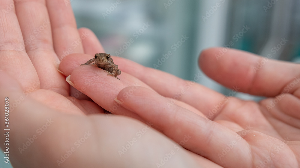 Teichfrosch in der Hand - Frosch