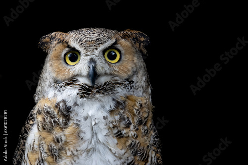  Portrait of a Great Horned Owl on the black backround. (Bubo virginianus) is a stout and large bird, one of many members of the genus Bubo. It inhabits North, Central and South America