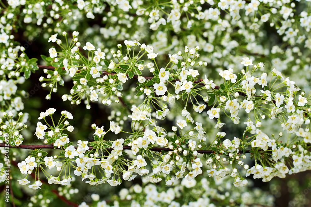 Background texture of white flowers on the blooming bush. Wild nature backdrops and patterns Background texture of white flowers on the blooming bush. Wild nature backdrops and patterns
