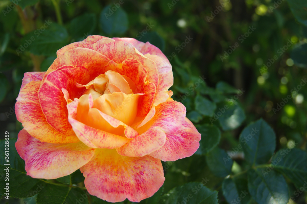 Beautiful yellow-red rose in the garden.