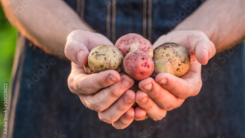 Farmer's hands show a few potatoes from the new crop