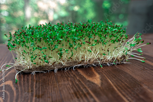 Fresh microgreen cress salad on a wooden board. Healthy diet. growing greenery by hydroponics at home.