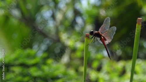 Dragonfly in the garden.  macro video. Dragonfly garden in Bali, Indonezia. photo