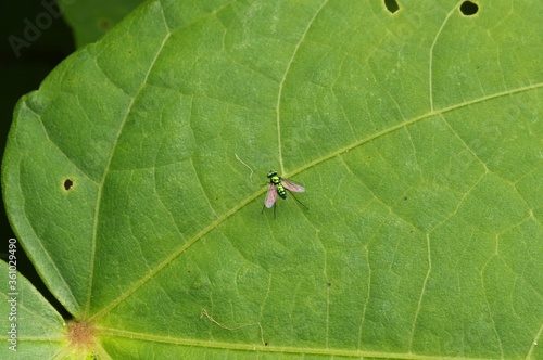 Long-legged fly on a green leaf
 photo