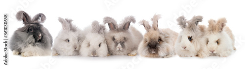 Obraz na płótnie English Angora rabbits