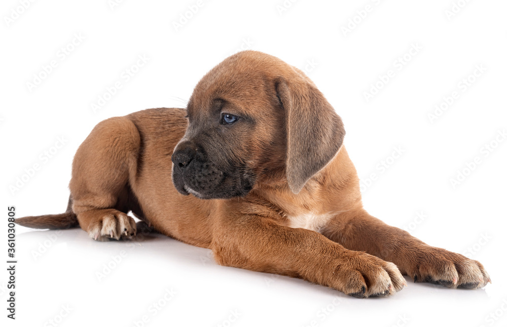 puppy cane corso puppy cane corso