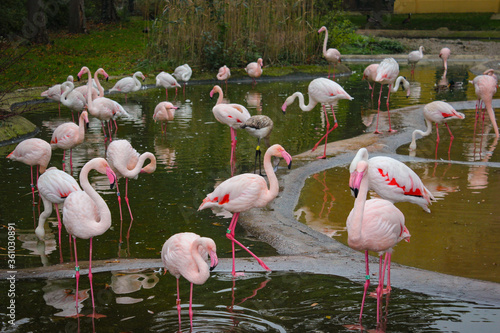 Photography Many Pink Flamingos Stand In A Pond At Vienna Zoo