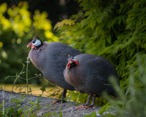 Two Guinea Fowl birds perched on a wall with green plants and foliage in the background. One Guinea Fowl is looking directly at the camera. Natural setting with soft low light