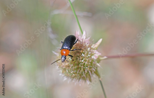 Sun bull (Heliotaurus ruficollis) is a polyphagous daytime beetle of the family Tenebrionidae very common in the western Mediterranean region. It plays a role in pollinating the flowers it feeds on.