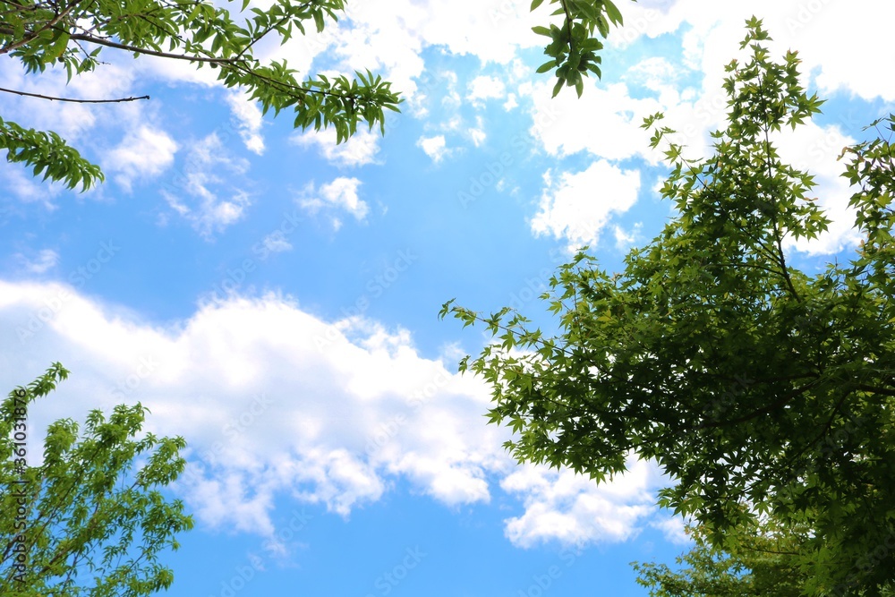 新緑　空　爽やか　癒し　風景　