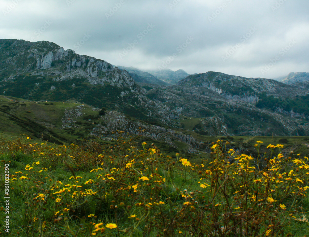 landscape of mountains and yellow flowers  in Peaks of Europe (Asturias, Spain) / paisaje de montañas y flores amarillas en Picos de Europa