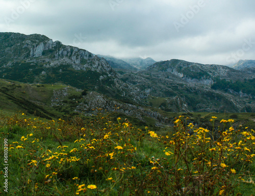 landscape of mountains and yellow flowers  in Peaks of Europe  Asturias  Spain    paisaje de monta  as y flores amarillas en Picos de Europa