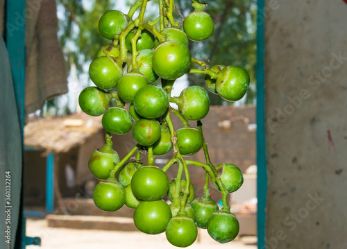 Close up of fresh green Cordia myxa (gunda gumberry fruit). photo
