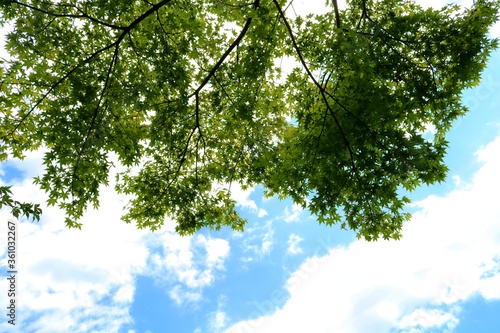 新緑　空　爽やか　癒し　風景　