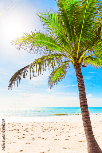 Beautiful tropical white beach and coconut palm tree.