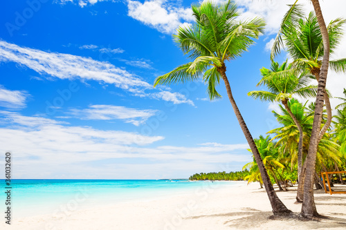 Coconut Palm trees on white sandy beach © preto_perola
