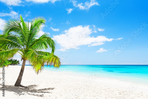 Fototapeta Naklejka Na Ścianę i Meble -  Coconut Palm trees on white sandy beach in Saona island, Dominican Republic