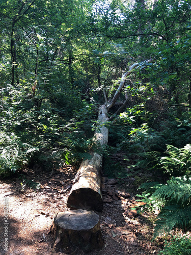 Death tree in the forest around Beerze photo