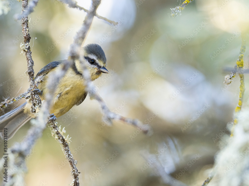 Obraz na plátně Herrerillo común (Cyanistes caeruleus)