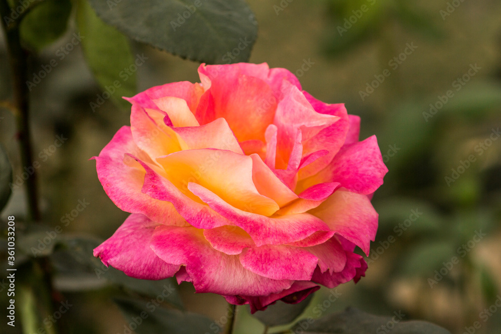 These flowers were clicked in the month of February when it is in full bloom These flowers were clicked in the month of February when it is in full bloom