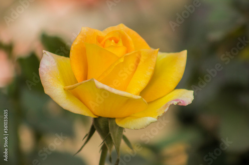 These flowers were clicked in the month of February when it is in full bloom