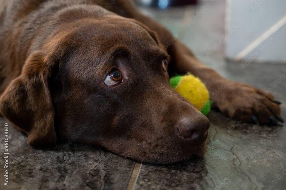 Chocolate labrador is looking sad with her tennis ball on the ground