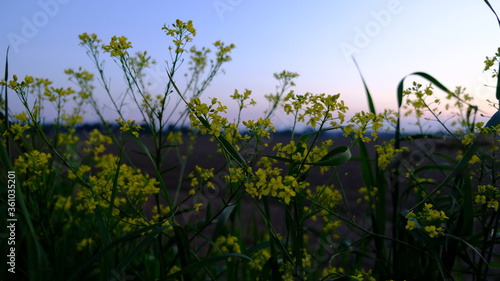 summer landscape, wild yellow and white flowers in the bright rays of the sun in the dawn, beautiful sunrise sky