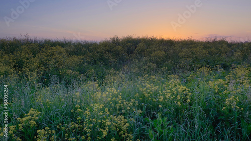 summer landscape, wild yellow and white flowers in the bright rays of the sun in the dawn, beautiful sunrise sky