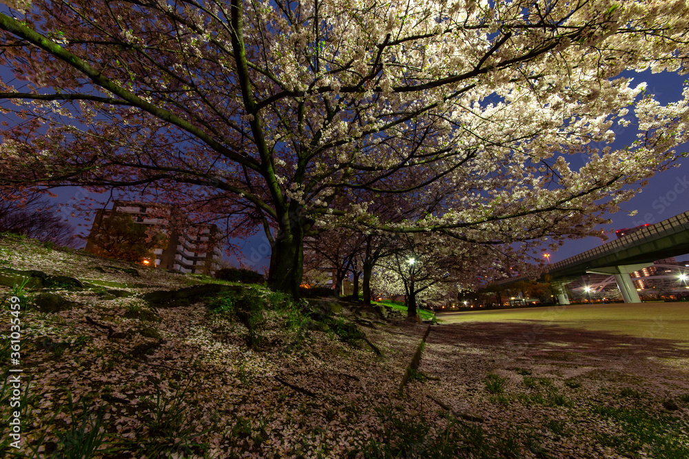 夜明けの街灯に照らされる都会の桜