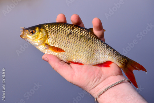 Fototapeta Naklejka Na Ścianę i Meble -  Roach with red roots caught on worms resting on hands against blue background