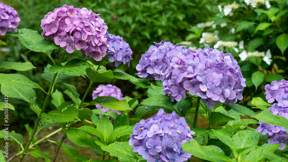 梅雨時期に雨で濡れている紫色の紫陽花 梅雨時期に雨で濡れている紫色の紫陽花